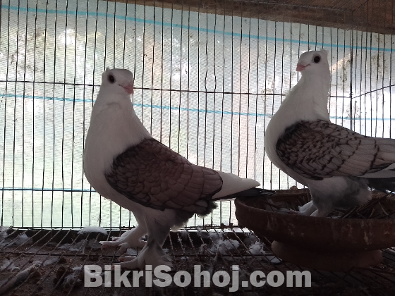 কবুতর